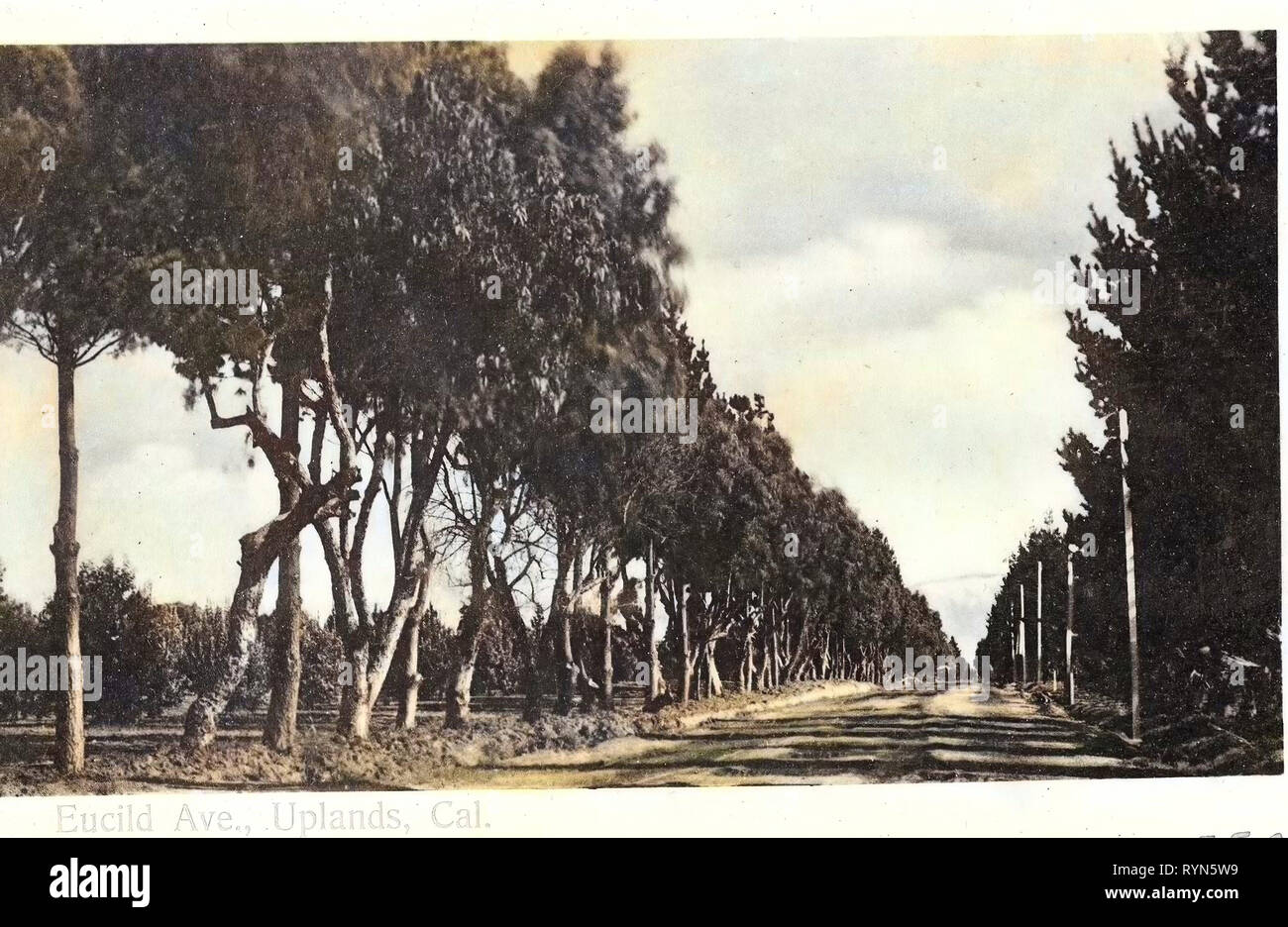 Avenues in the United States, Upland, California, 1904, Uplands, Eucild Ave., Cal Stock Photo