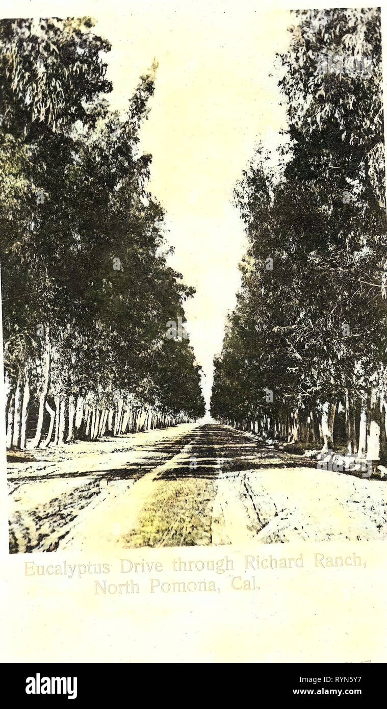 Avenues in the United States, Pomona, California, 1904, North Pomona, Eucalyptus Drive through Richard Ranch Stock Photo