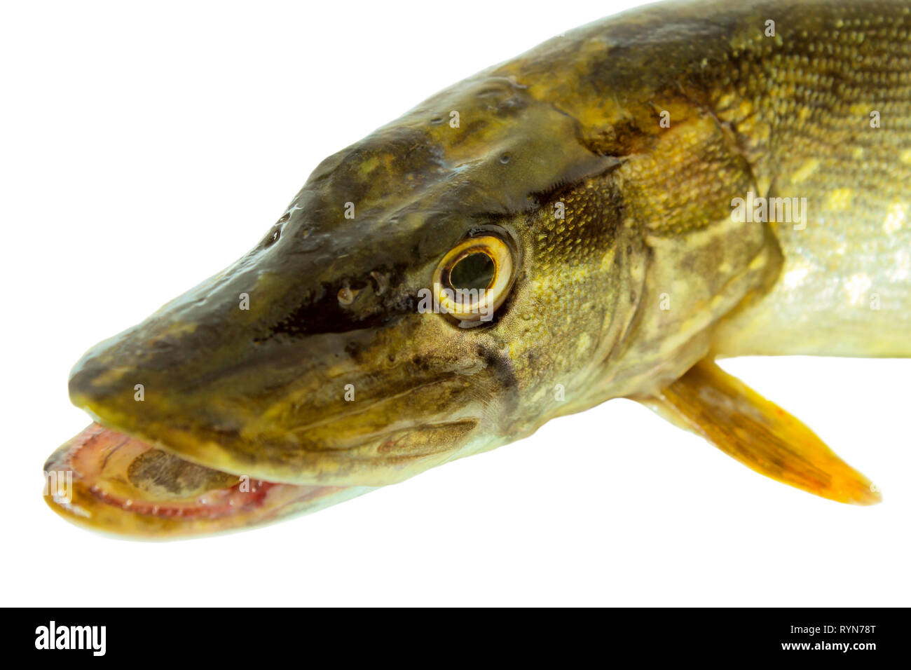 Pike head closeup isolated on a white background Stock Photo - Alamy