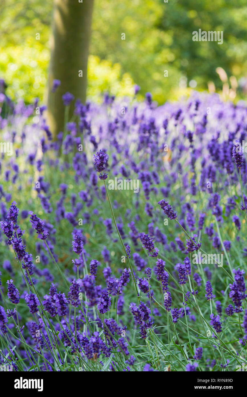Mass planting of English lavender, Lavandula Angustifolia 'Hidcote', short depth of field Stock Photo