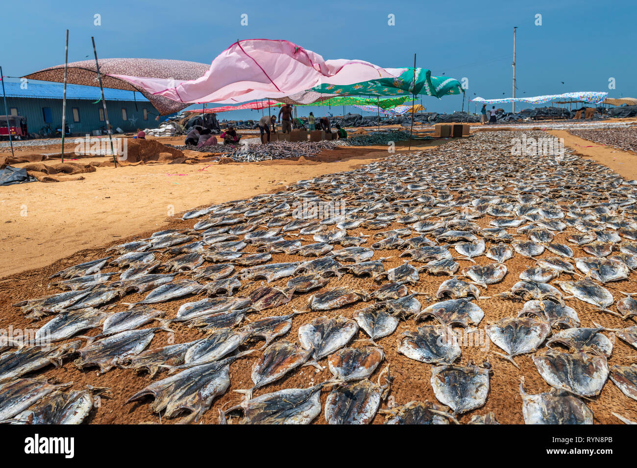 In the heat of of the afternoon women prepare dried fish for market on Negombo beach in the west of Sri Lanka. Working in temperatures in the high thi Stock Photo