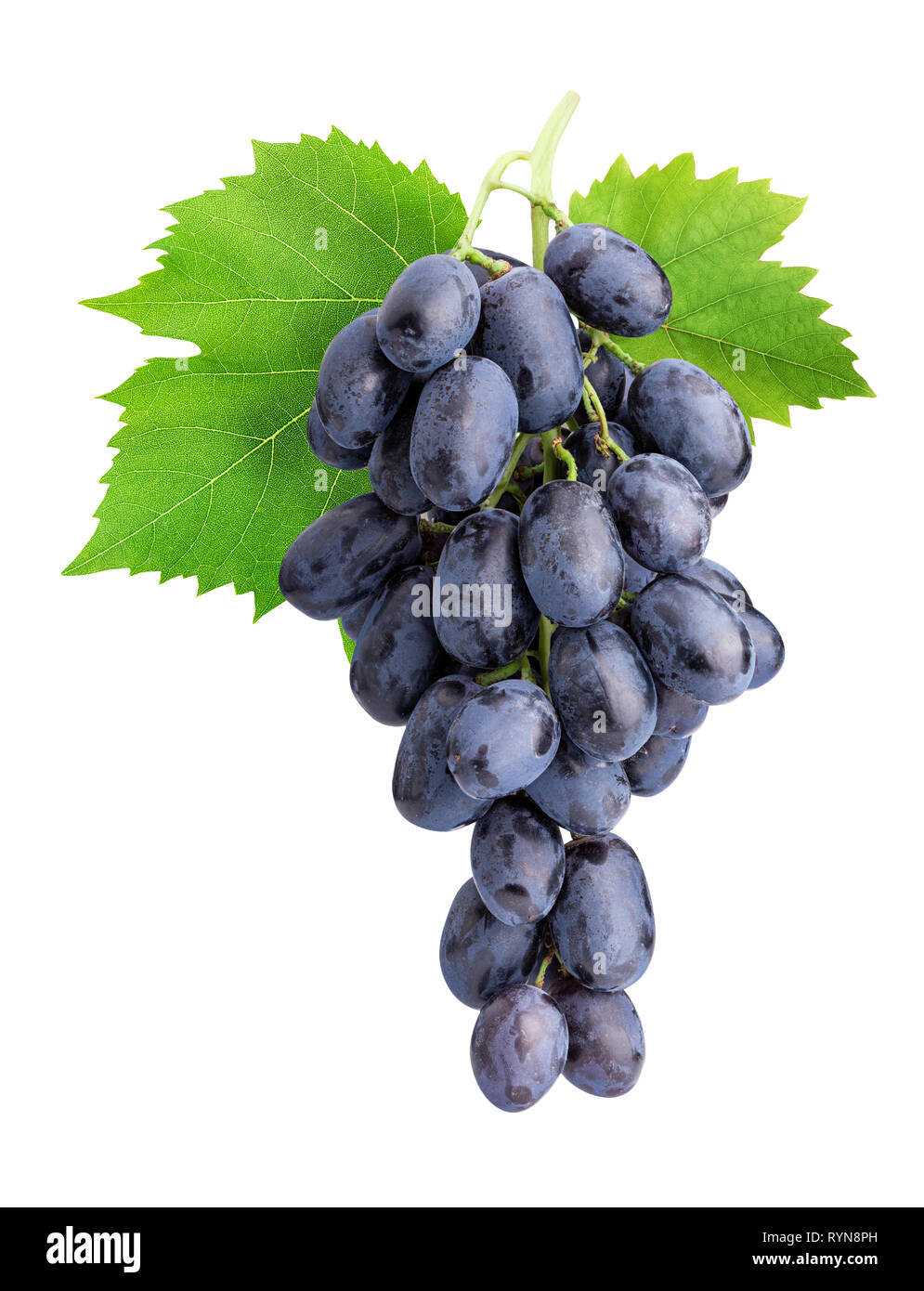 Branch of grapes isolated on white background. Clipping path Stock ...