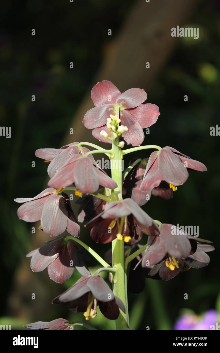 Fritillaria persica, Persian Lily, Liliaceae growing in the meadow. Stock Photo
