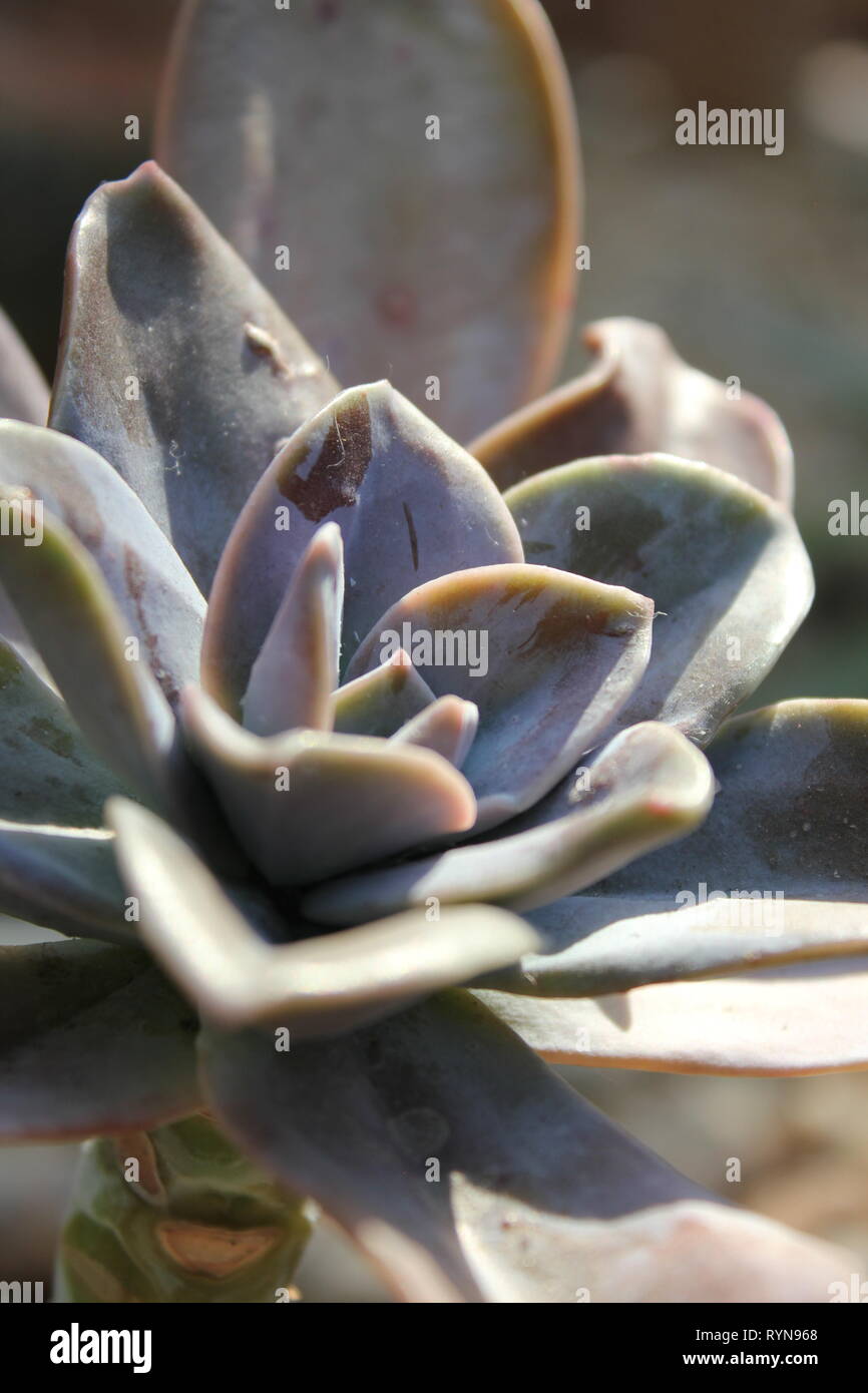 Echeveria subsessilis, desert succulent plant. Stock Photo