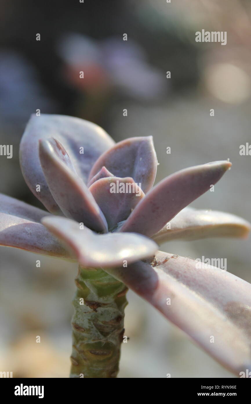 Echeveria subsessilis, desert succulent plant. Stock Photo