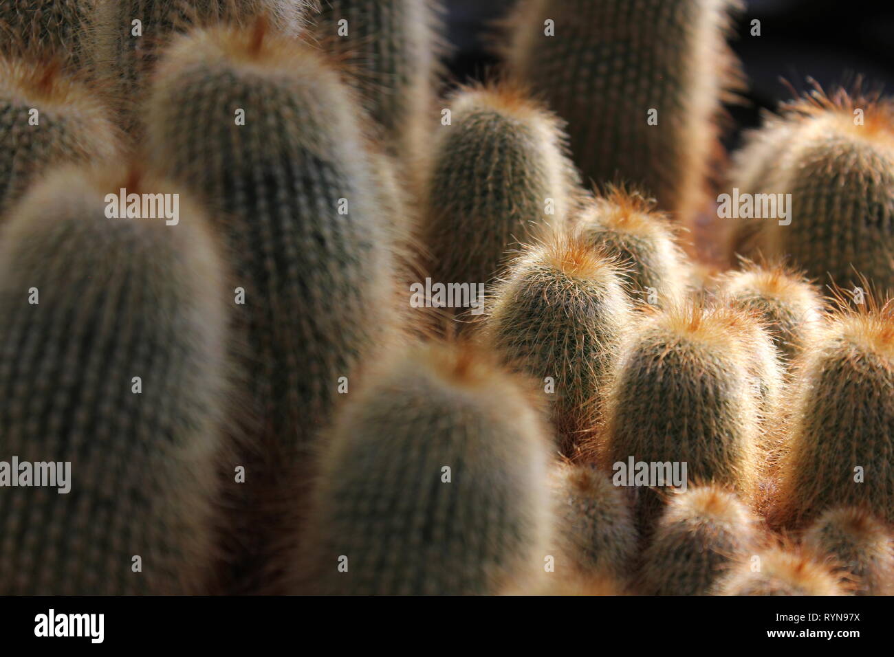Yellow Tower Cactus, cacti, golden ball cactus, lemon ball cactus, Parodia leninghausii, Notocactus leninghausii Stock Photo