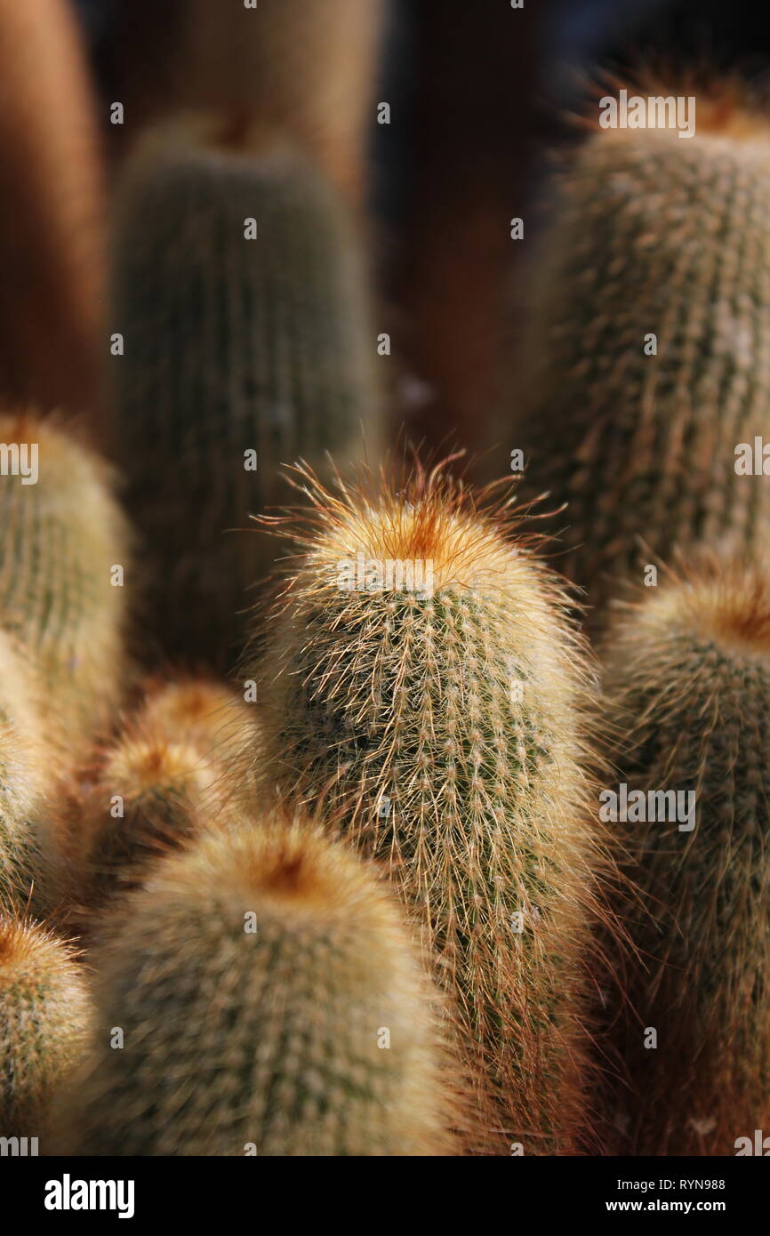 Yellow Tower Cactus, cacti, golden ball cactus, lemon ball cactus, Parodia leninghausii, Notocactus leninghausii Stock Photo