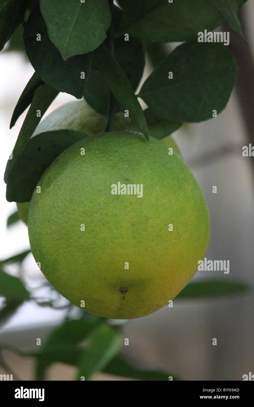 Grapefruit, Citrus × paradisi, shaddock, shattuck, ripening on the tree ...