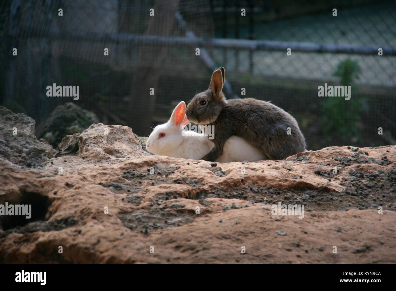 Rabbits mating hires stock photography and images Alamy