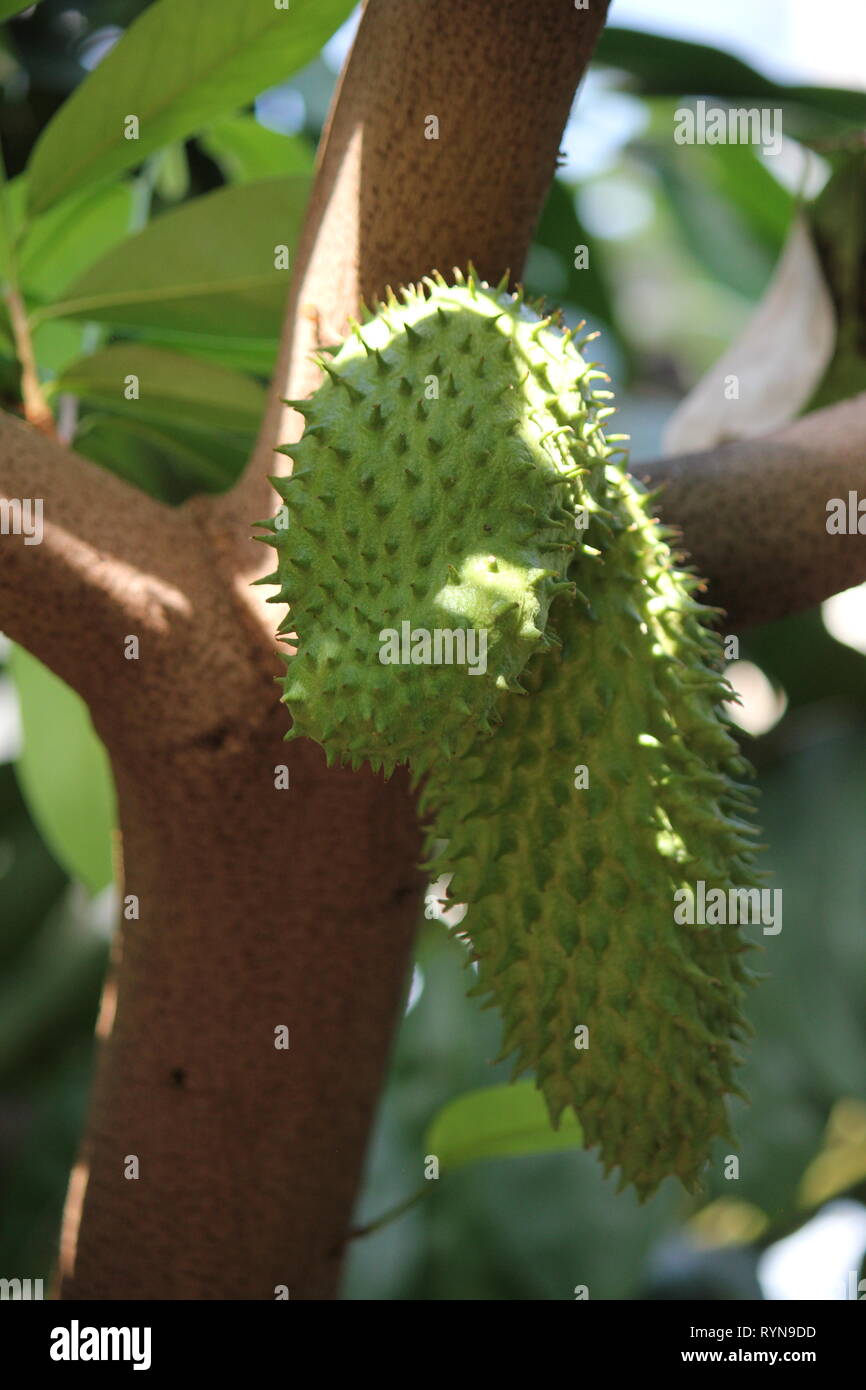 Durian salat hi-res stock photography and images - Alamy