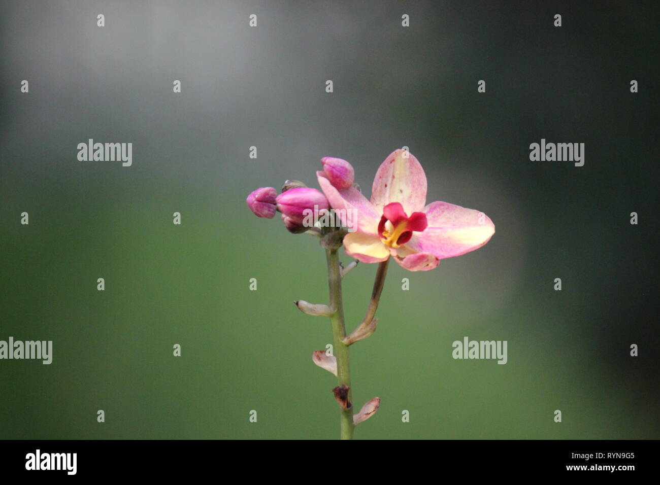 Spathoglottis plicata, Philippine ground orchid,  vulnerable large purple orchid. Stock Photo