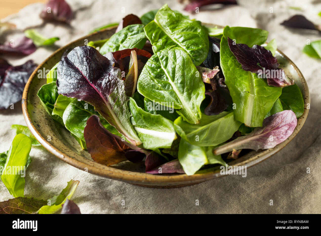 Raw Green Organic Baby Romaine Lettuce in a Bowl Stock Photo