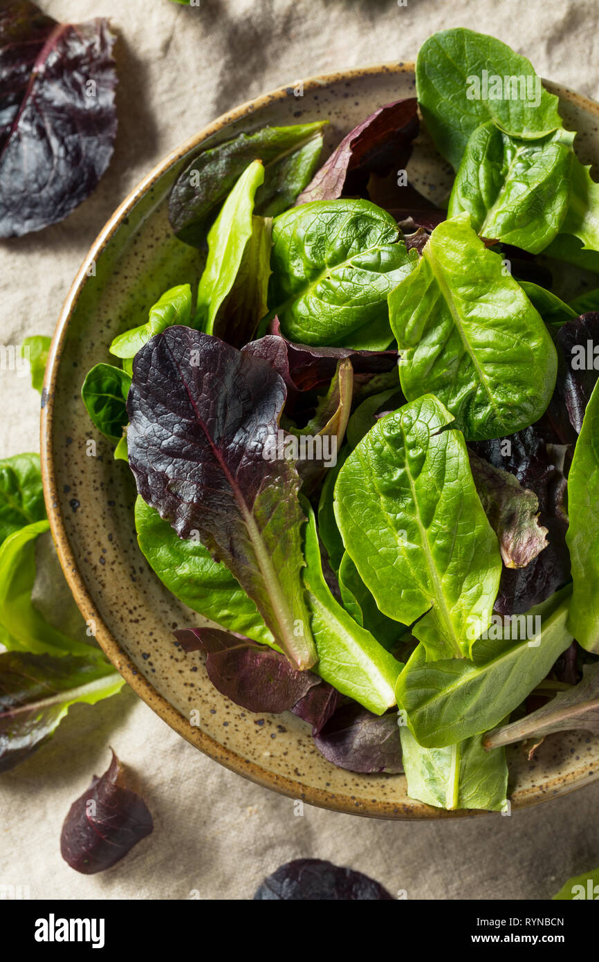 Raw Green Organic Baby Romaine Lettuce in a Bowl Stock Photo