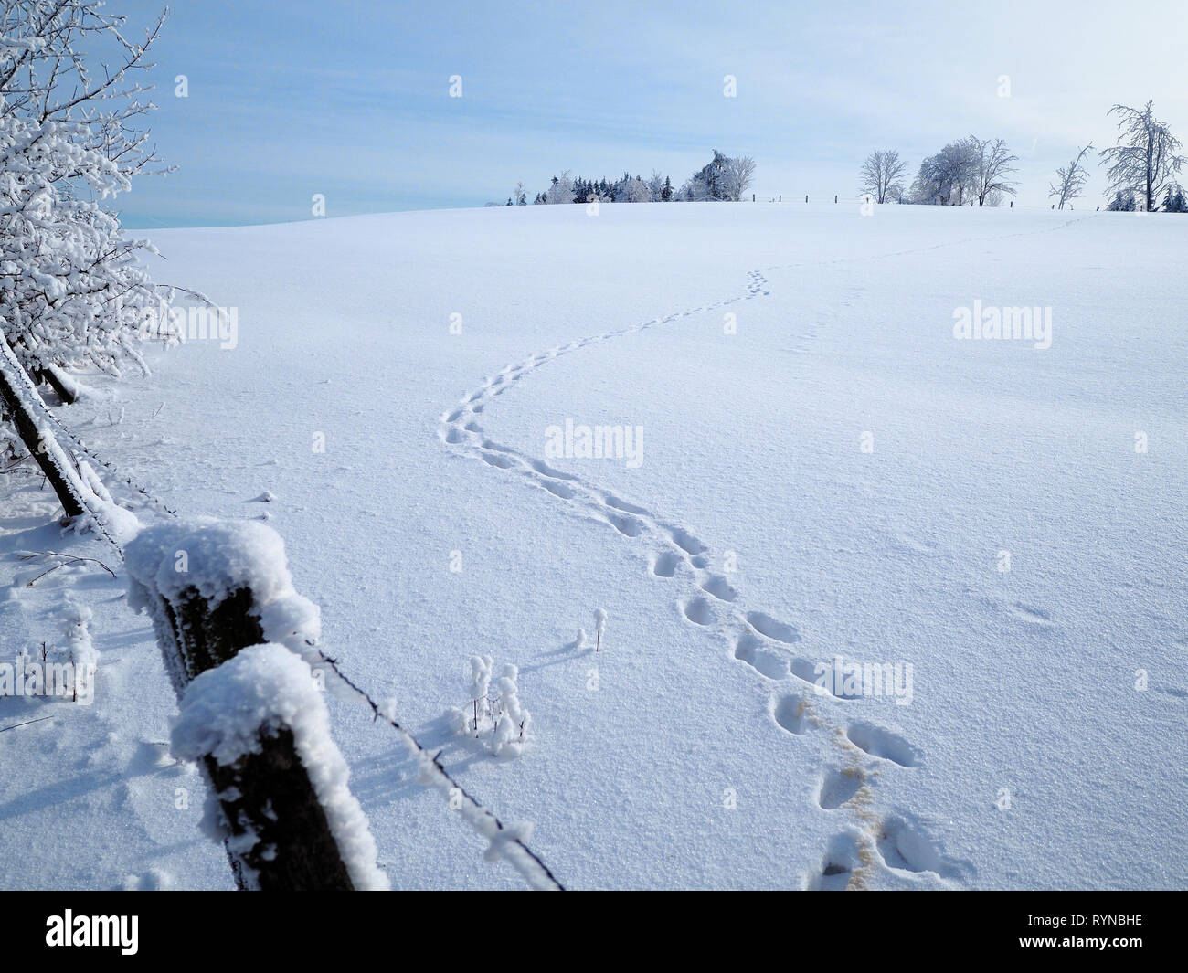 Winding animal tracks leading away across a sunlit field covered with pristine snow Stock Photo
