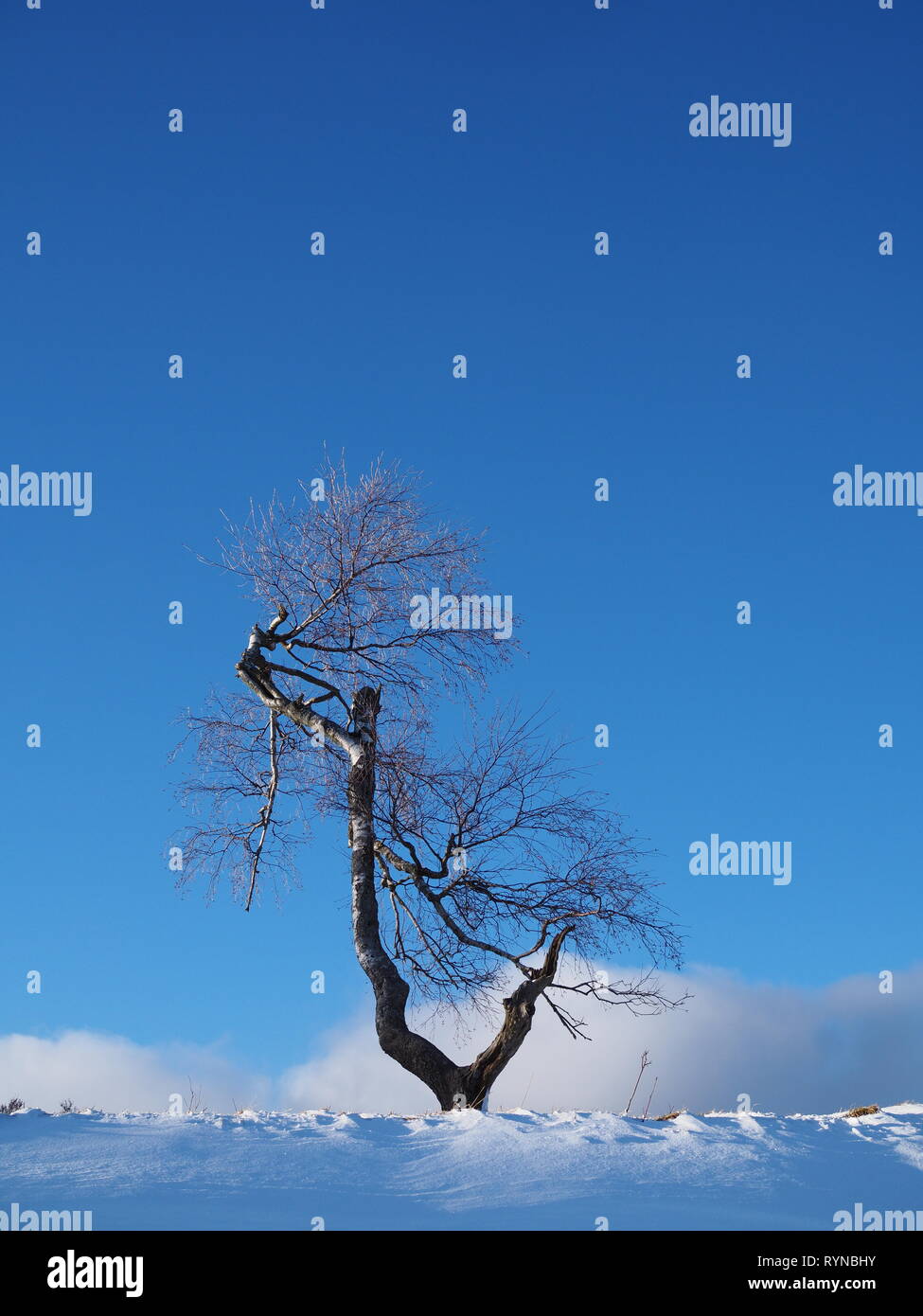 Solitary birch tree lit by the evening sun in front of a blue sky in a snowy winter landscape Stock Photo