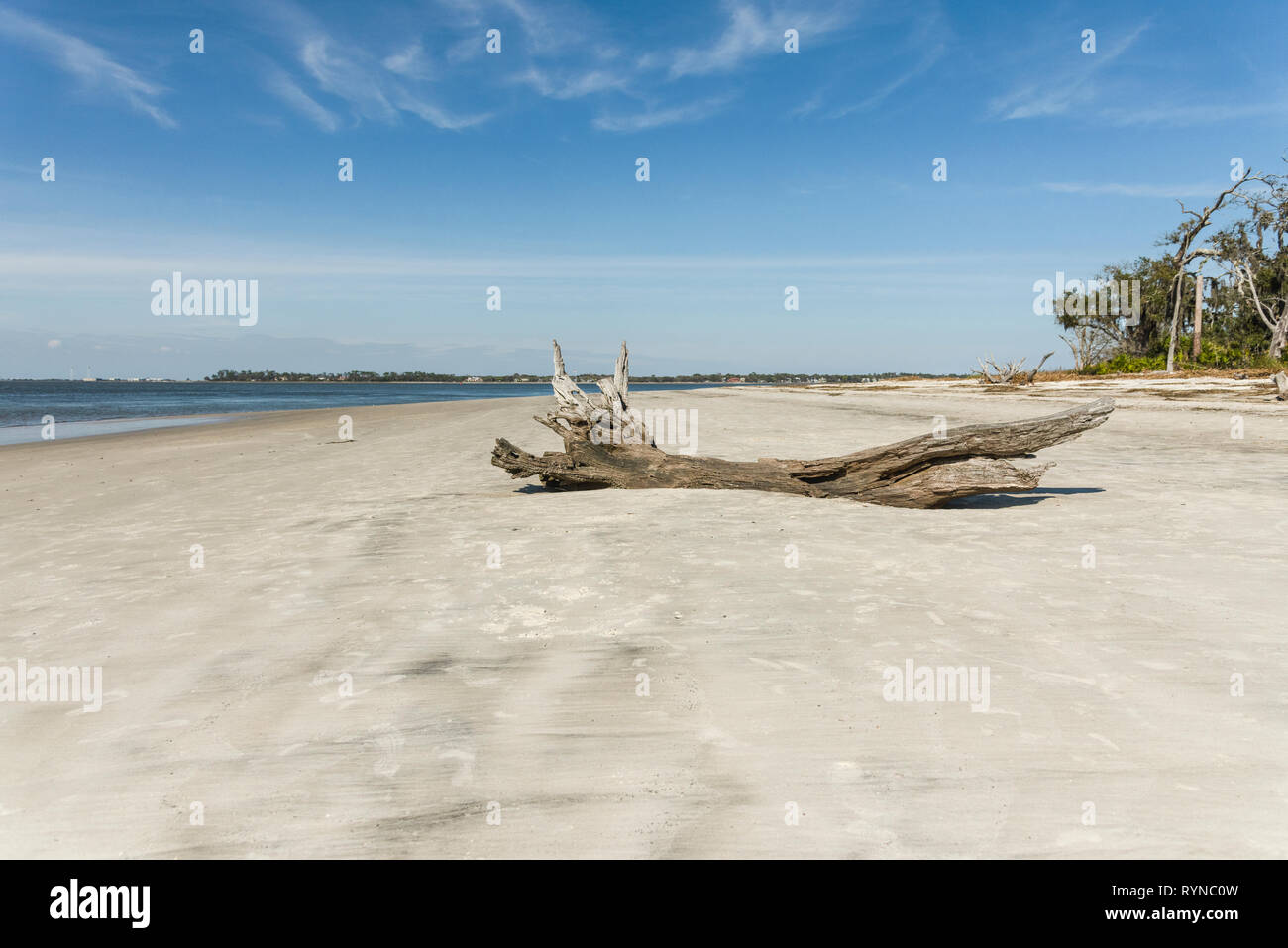 Driftwood on Driftwood Beach Jekyll Island USA Stock Photo Alamy