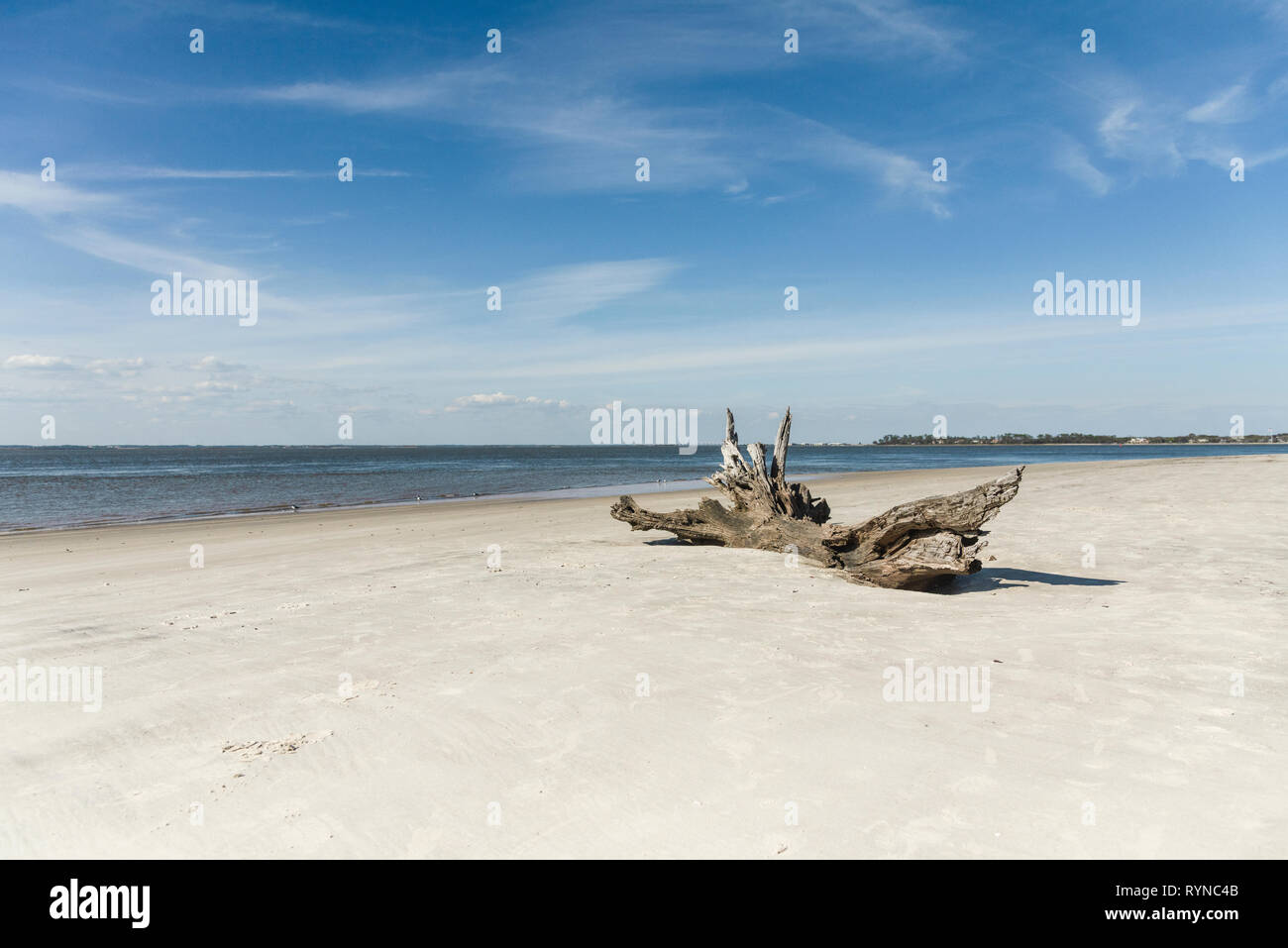 Driftwood on Driftwood Beach Jekyll Island USA Stock Photo Alamy