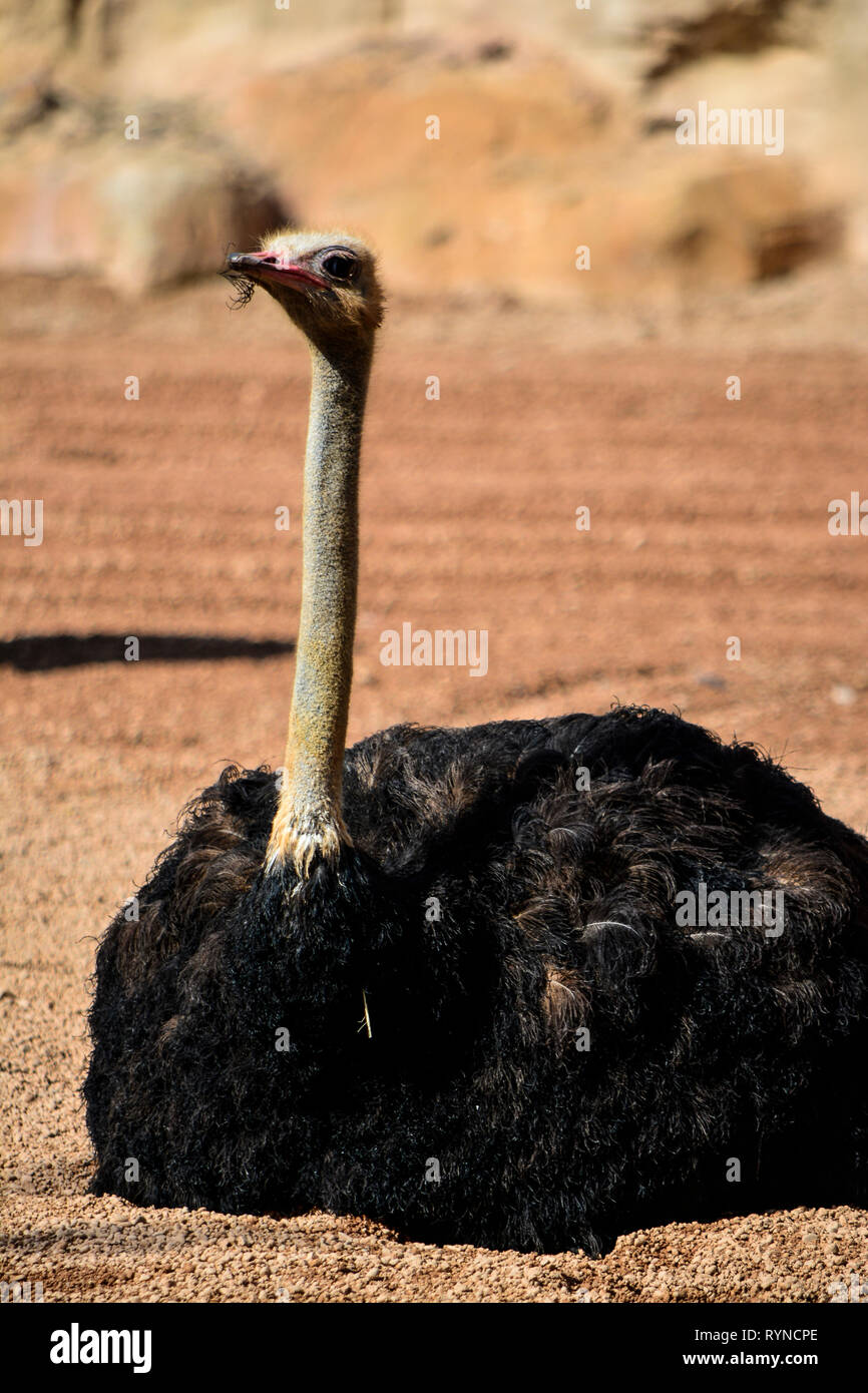 avestruz Struthio camelus Struthionidae Stock Photo