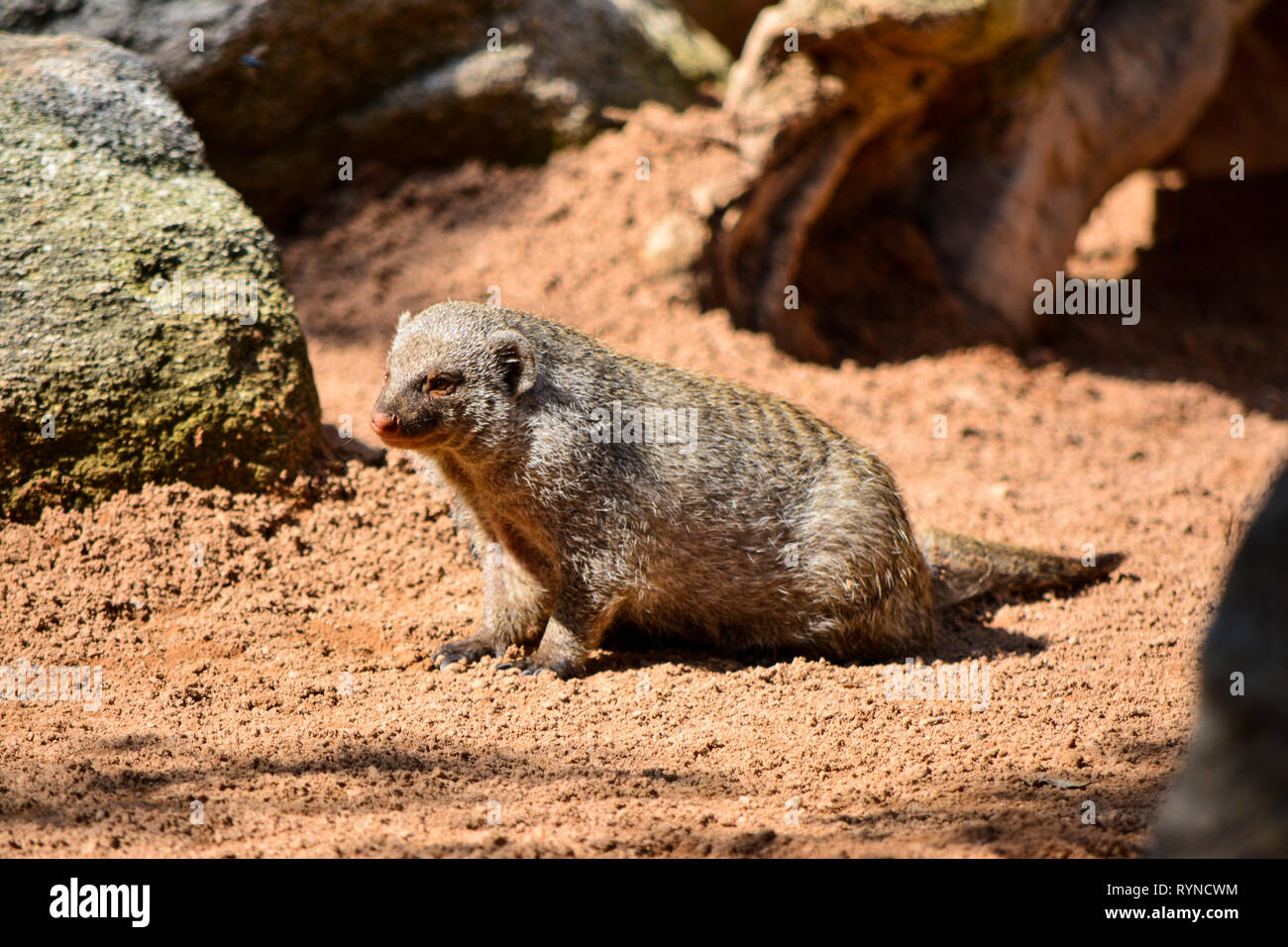 mangosta rayada Mungos mungo Stock Photo Alamy