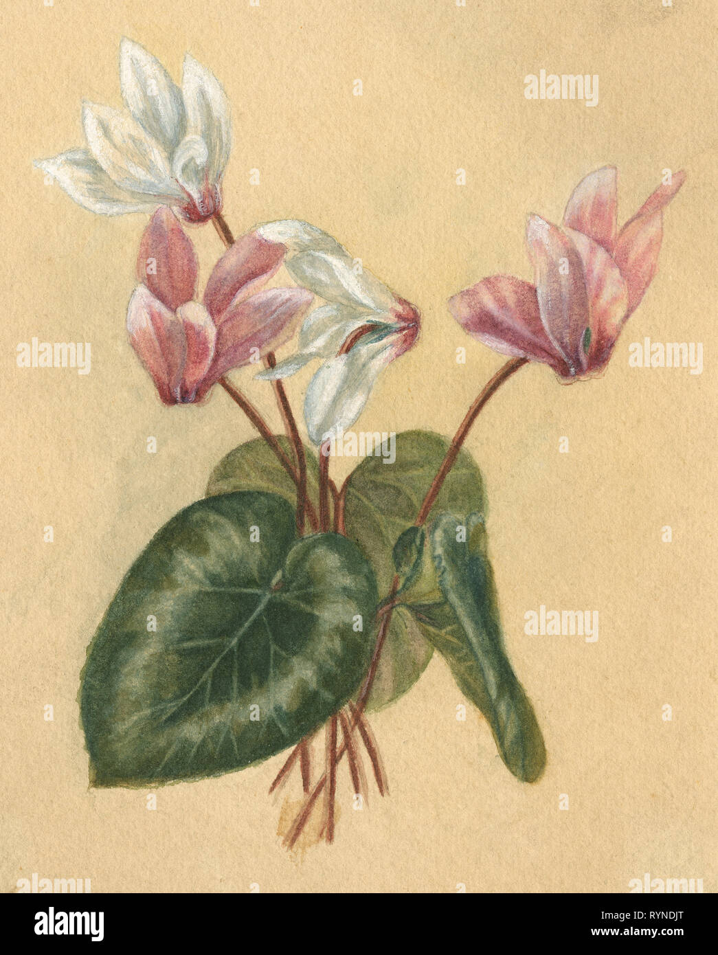 Antique c1890 watercolor painting of cyclamen (family Primulaceae) flower and leaves. SOURCE: ORIGINAL PAINTING Stock Photo