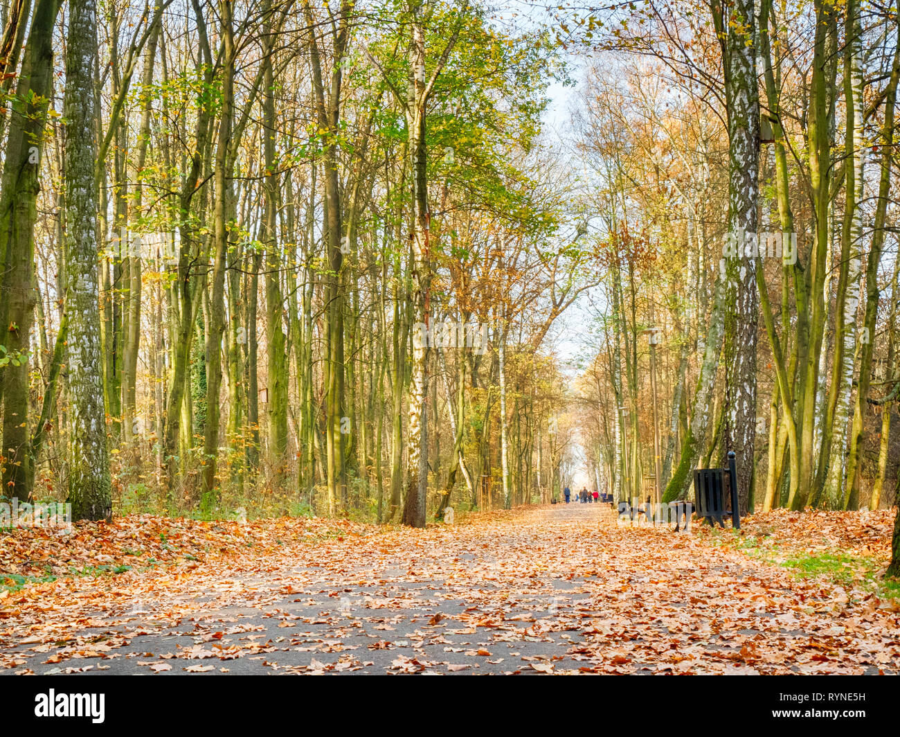 Autumn in the park Stock Photo - Alamy