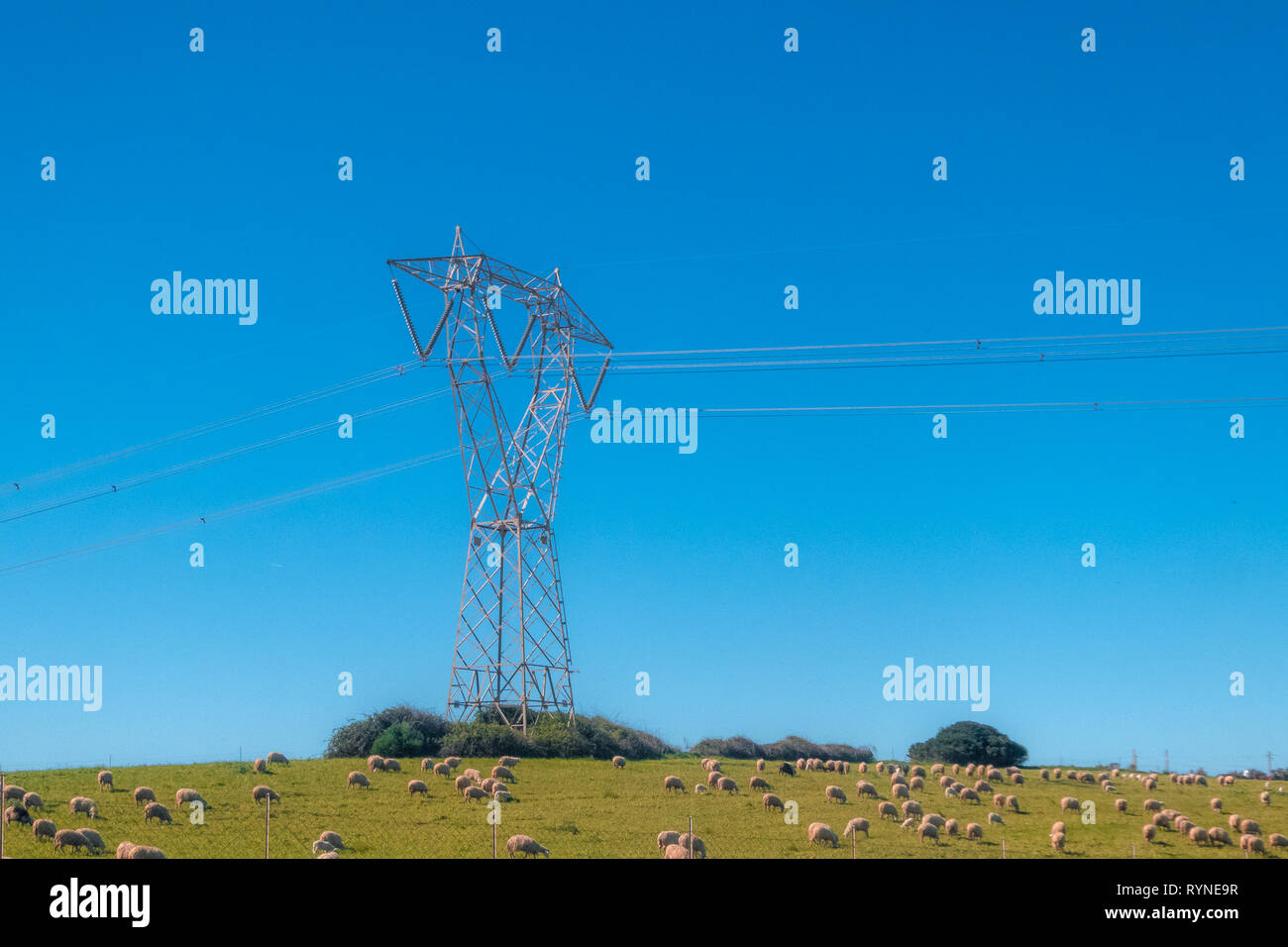 electric trellis in a sheep pasture in sardinian country Stock Photo