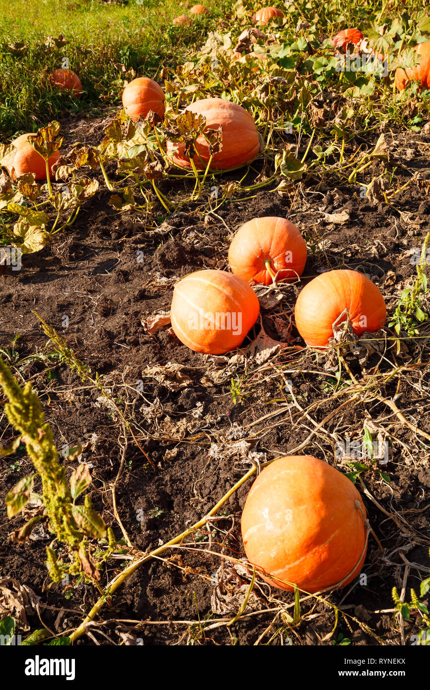 Big pumpkins in the garden in village Stock Photo - Alamy