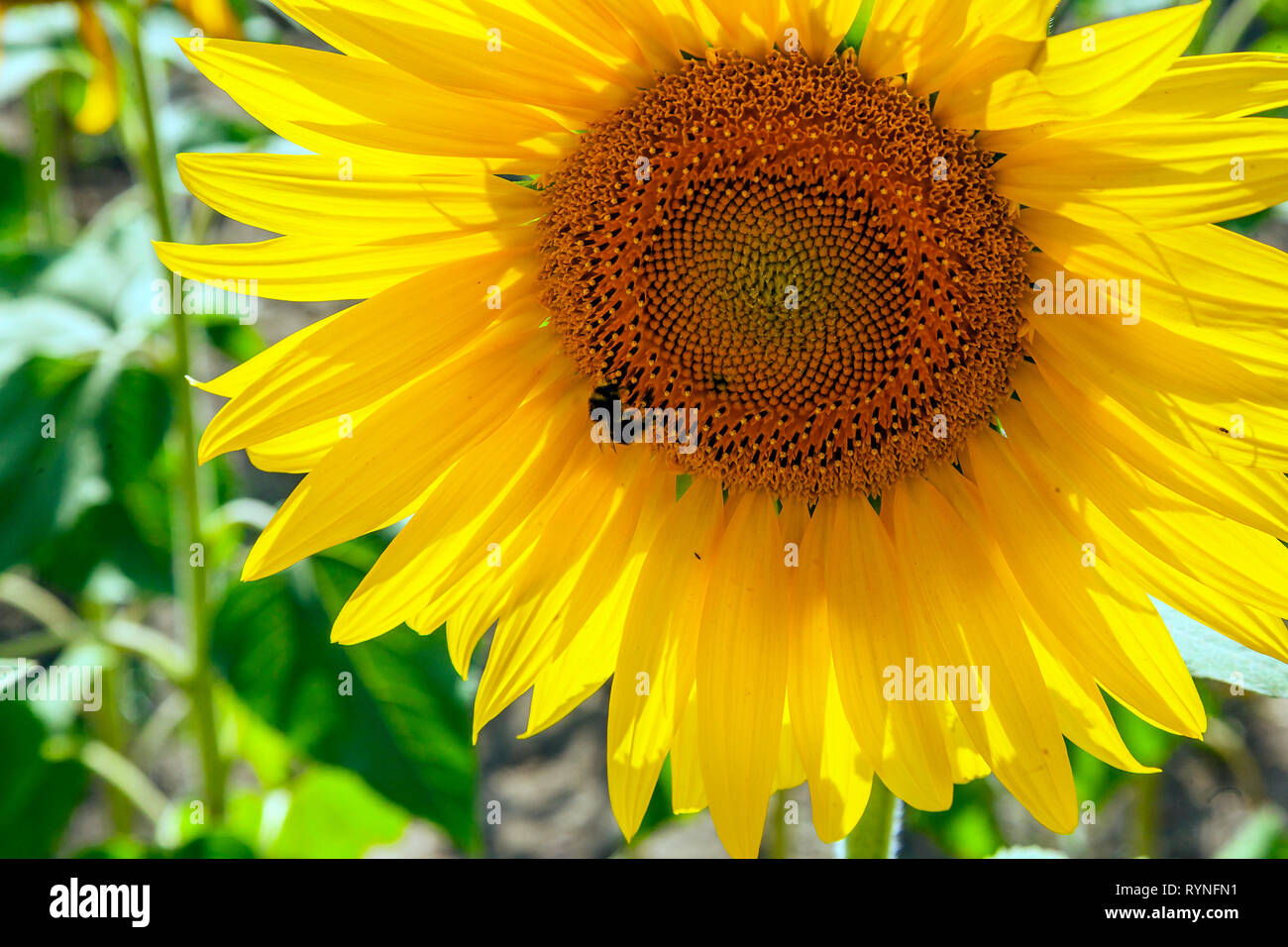 happy sunflowers in the field pollinated by bees Stock Photo Alamy