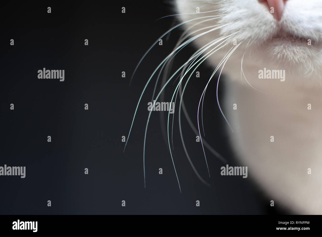 Close up of white cat whiskers on dark background Stock Photo