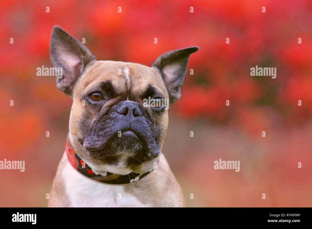 Portrait shot of head of a fawn French Bulldog dog with black mask and pointy ears in front of blurry red autumn background Stock Photo