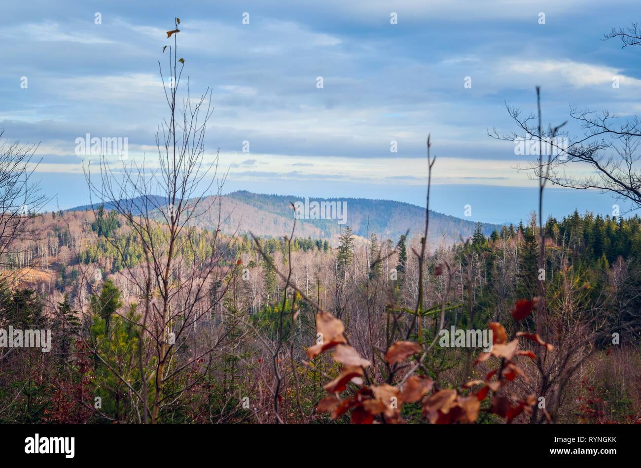 Beautiful autumnal mountain landscape. Colorful trees on the hill. Stock Photo