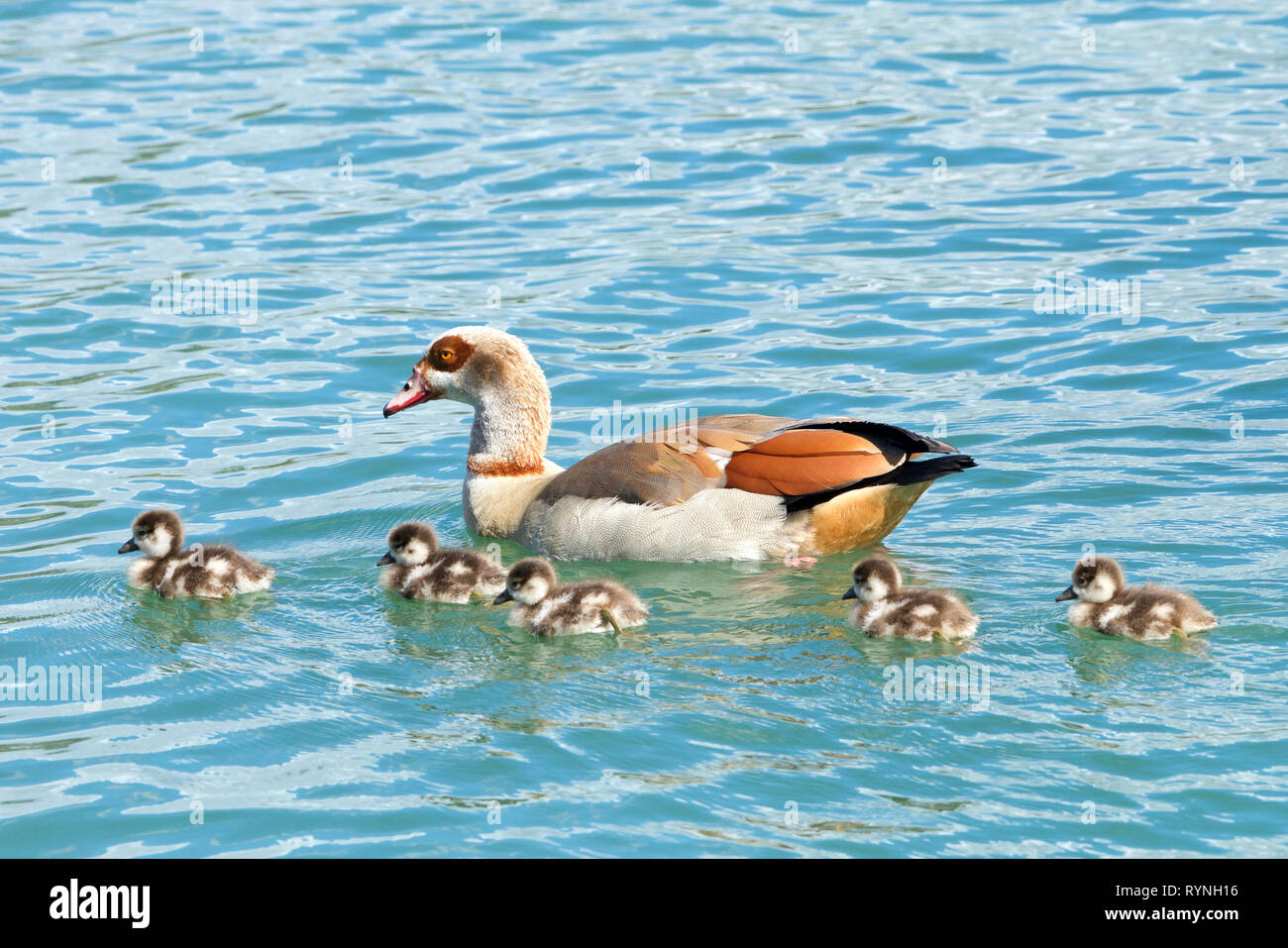 Egyptian goose swimming with Goslings. Egyptian geese were considered sacred by the Ancient Egyptians, and appeared in much of their artwork. Stock Photo