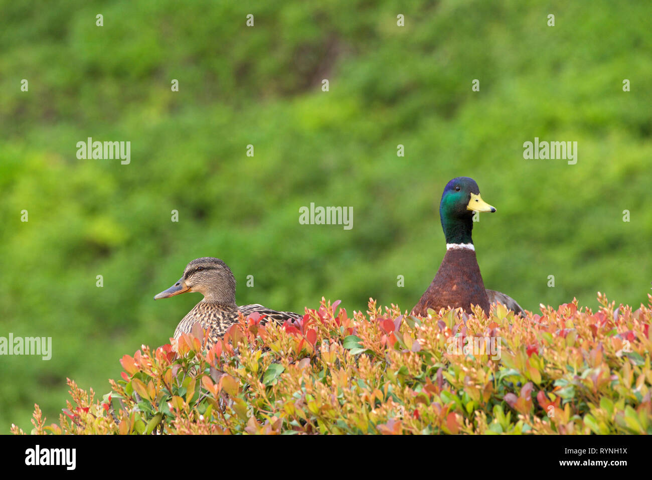 mallard ducks, male and female, heads poking up from behind a bush. The mallard is a common dabbling duck. Stock Photo