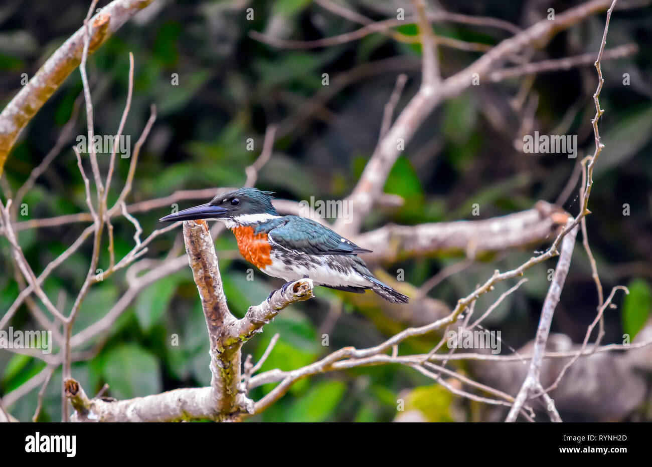 Male Amazon Kingfisher stands on a low branch in  Tortuguero National Park Canals, Costa Rica Stock Photo