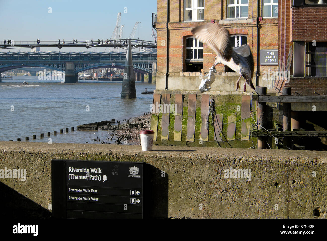 A seagull in flight snatching food scraps from a sandwich in tinfoil and view of Millennium Bridge over River Thames London England UK  KATHY DEWITT Stock Photo
