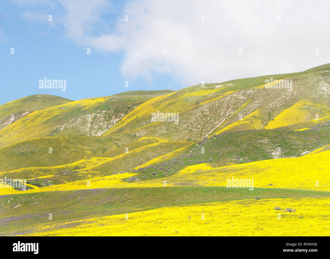 Hills around Santa Margarita, California, blooming vibrant yellow after weeks of heavy rain in the area. Super bloom. Stock Photo