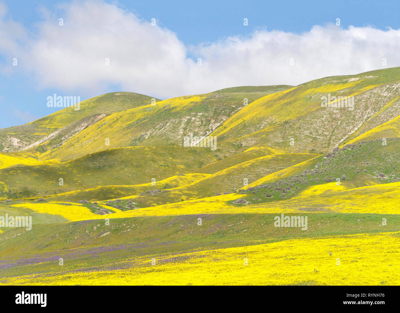 Hills around Santa Margarita, California, blooming vibrant yellow after weeks of heavy rain in the area. Super bloom. Stock Photo