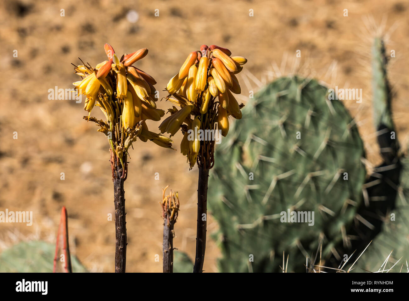 Candelabra tree cactus euphorbia in hires stock photography and images