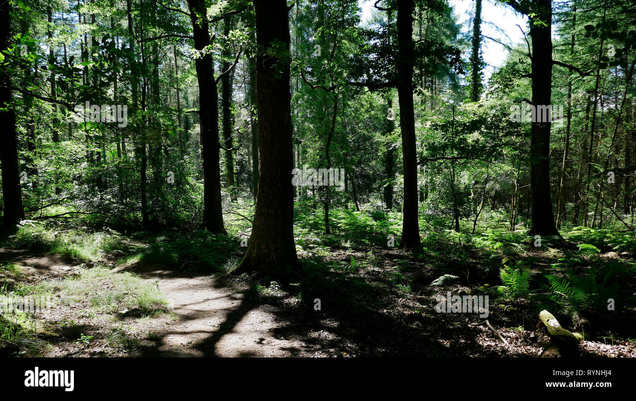 In the Forest of Dean, Gloucestershire, England, UK Stock Photo