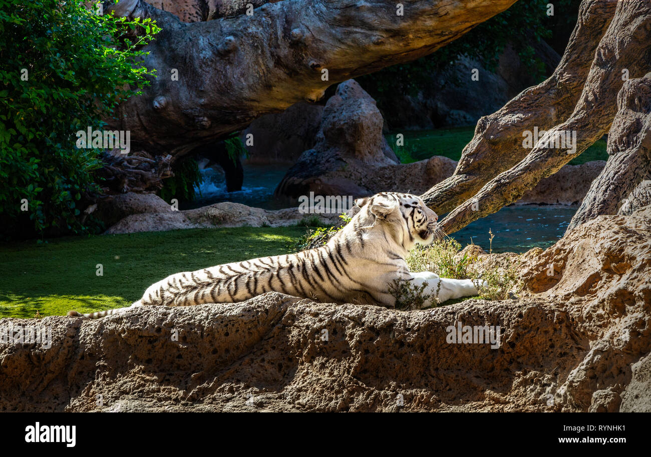 Rare Black and White Striped Adult Tiger Stock Photo - Alamy