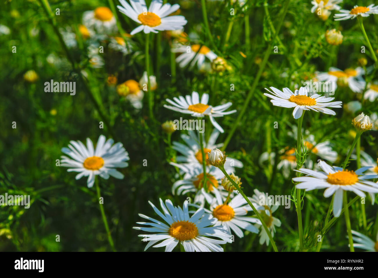 Chamomile meadow hi-res stock photography and images - Alamy