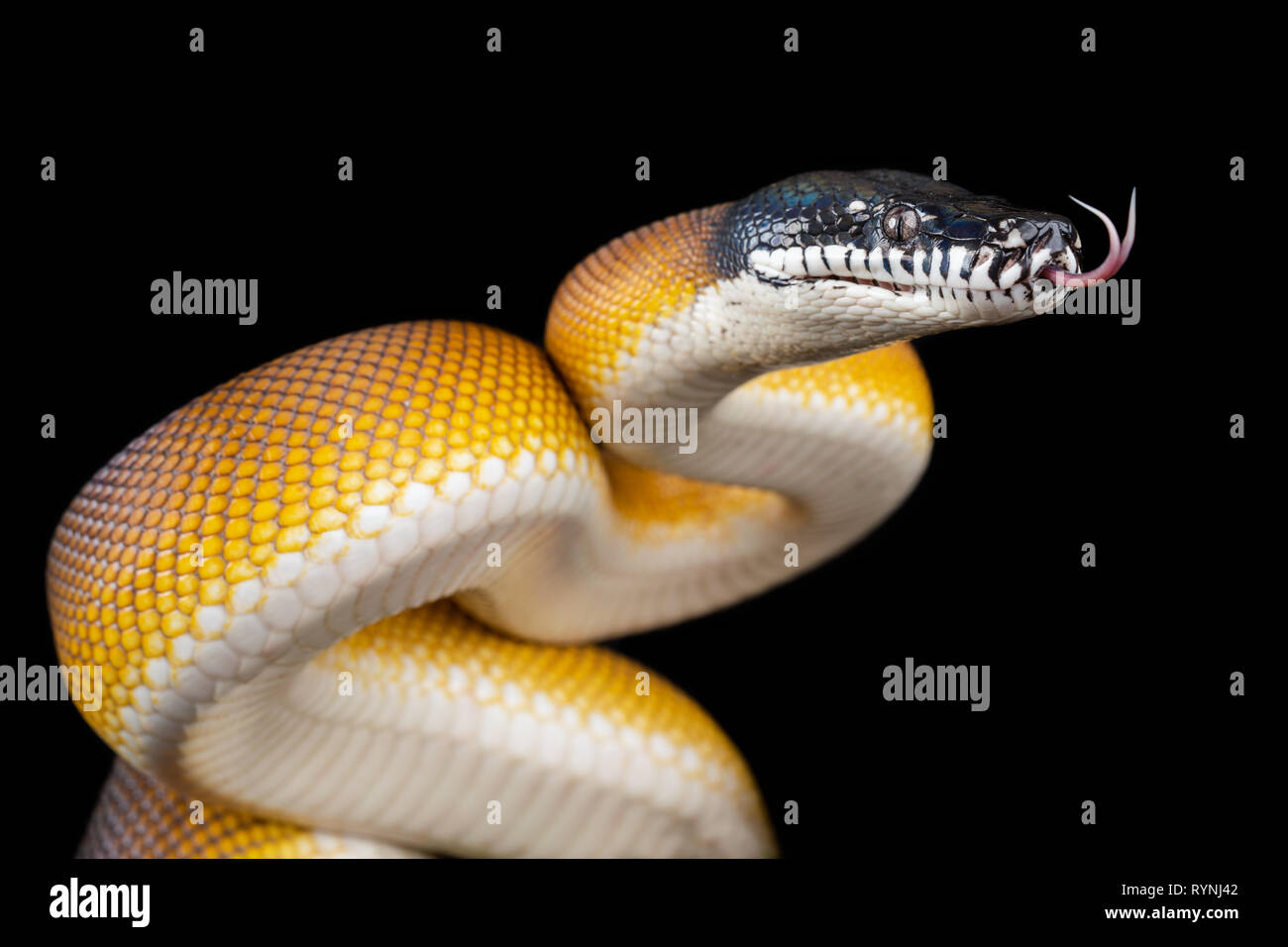 Bothrochilus albertisii / White lipped python Stock Photo