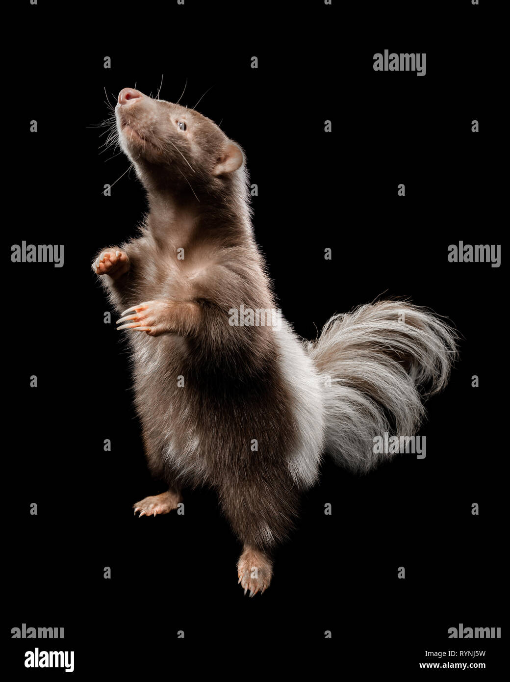 Mephitis mephitis / Skunk Stock Photo