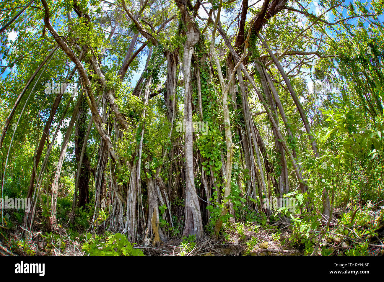 fig tree, Ficus sp., growing fast in the jungle on the island of Peleliu, Palau, Pacific Ocean Stock Photo
