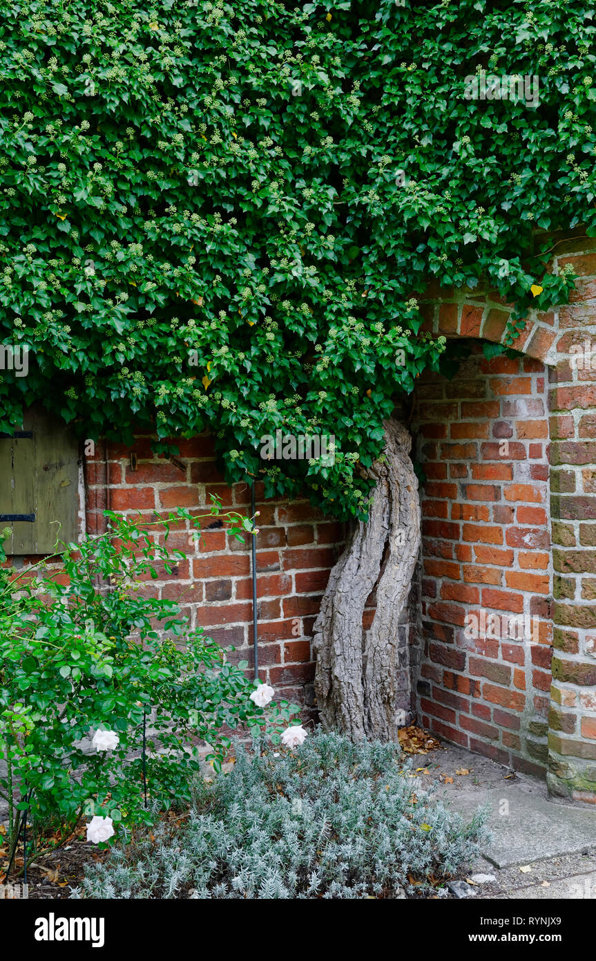 Efeu an baum hi-res stock photography and images - Alamy
