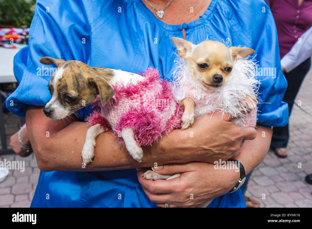 Miami Florida,Temple Israel,Bow Wow Palooza Interfaith Blessing of the Animals,owner,dog dogs,two dogs,pet pets,Chihuahua,toy breed,adult adults woman Stock Photo