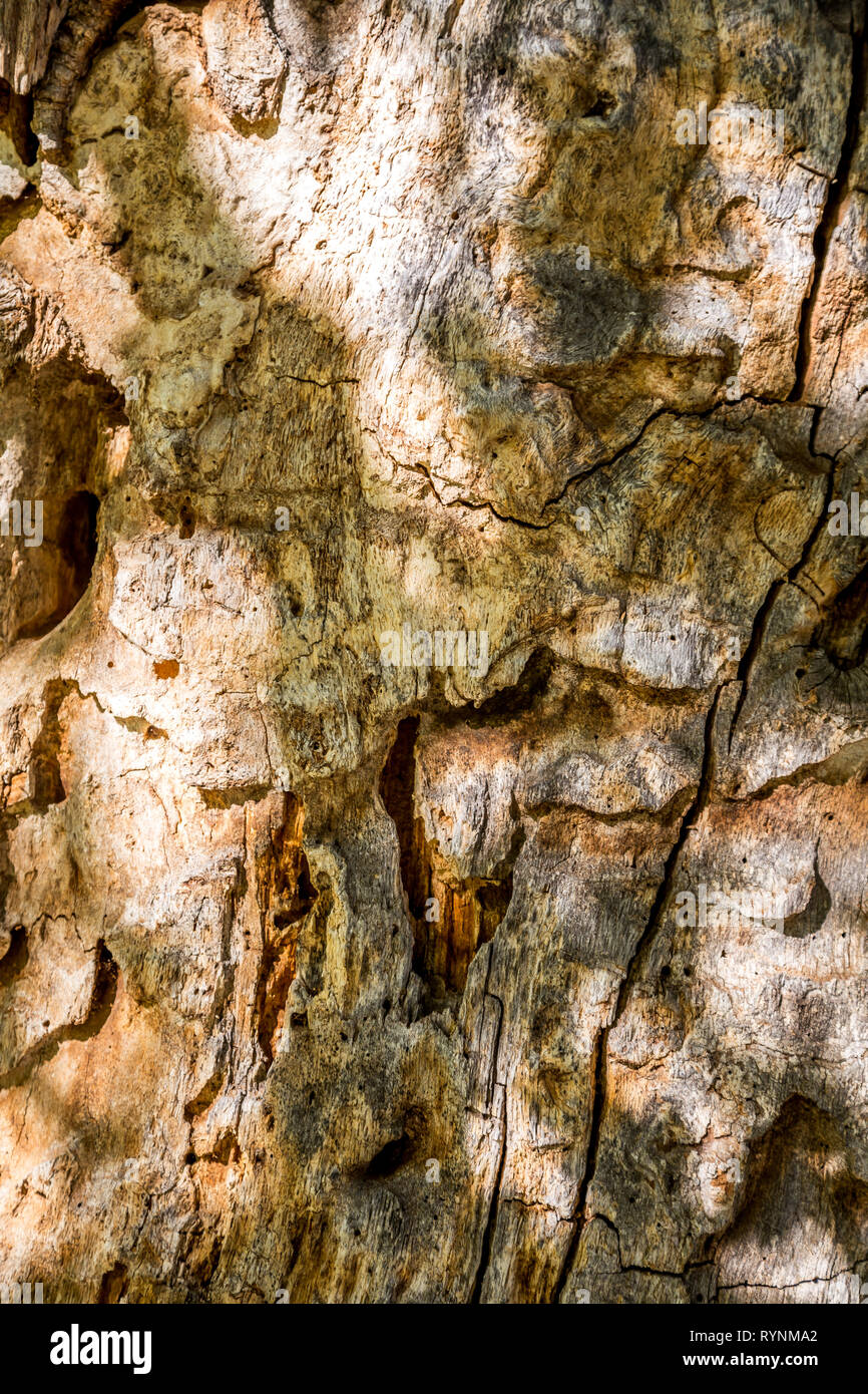 Texture of bark wood use as natural background. Rough textured knot on tree trunk closeup. Old wood bark texture. Natural tree trunk cracked surface c Stock Photo