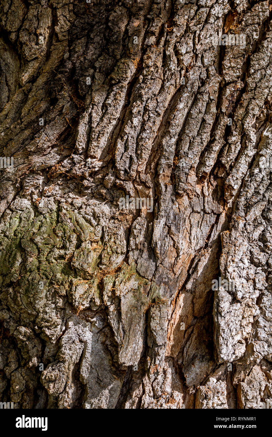 Texture of bark wood use as natural background. Rough textured knot on tree trunk closeup. Old wood bark texture. Natural tree trunk cracked surface c Stock Photo