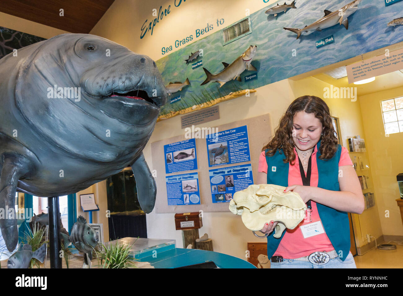 Florida,Saint St. Lucie County,Fort Ft. Pierce,Manatee Observation & Education Center,wildlife observation,sea cow,endangered species,child,girl girls Stock Photo