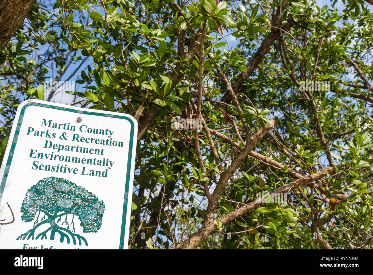 Stuart Florida,South Hutchinson Barrier Island,sign,mangrove,tree,ally sensitive land,protection,preservation,habitat,FL090219141 Stock Photo